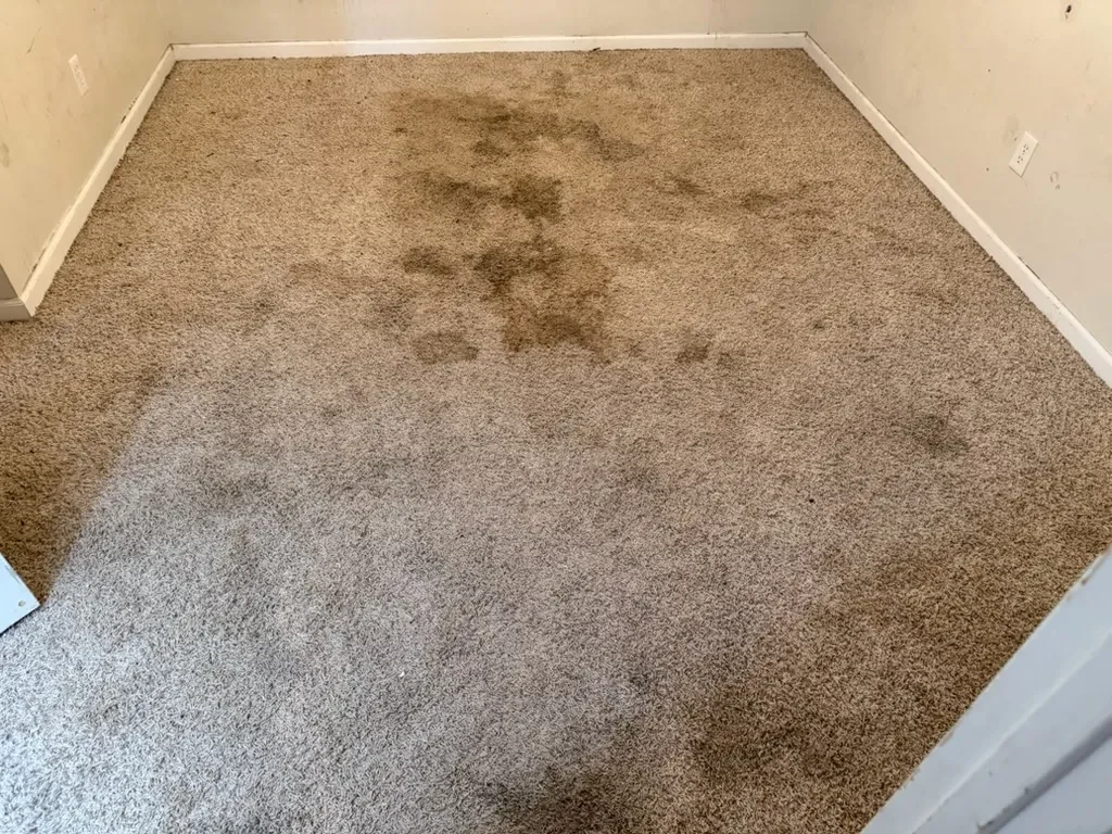 Empty room carpet with widespread dark stains before cleaning
