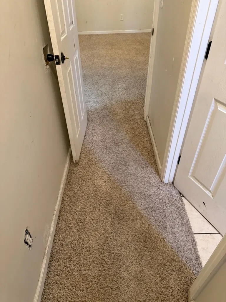 Hallway carpet after stain treatment and deep cleaning